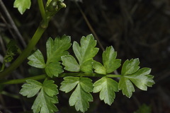 Apium prostratum filiforme