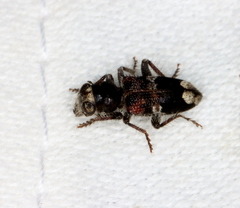 Clerus gilberti