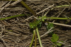 Apium prostratum filiforme
