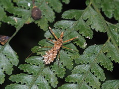 Sclomina erinacea