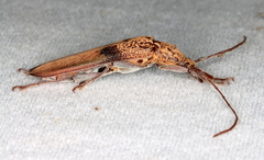 Scolecobrotus variegatus