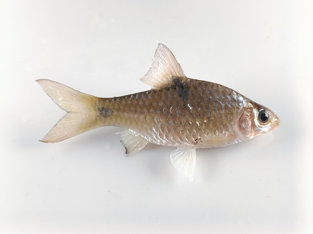 Barbodes banksi (Barbodes banksi)