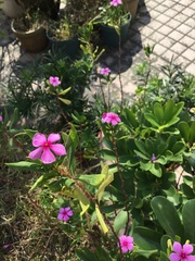 Catharanthus roseus