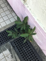 Magnoliopsida