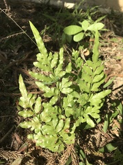 Polypodiopsida