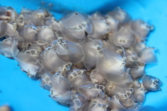 Olivella semistriata