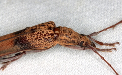 Scolecobrotus variegatus