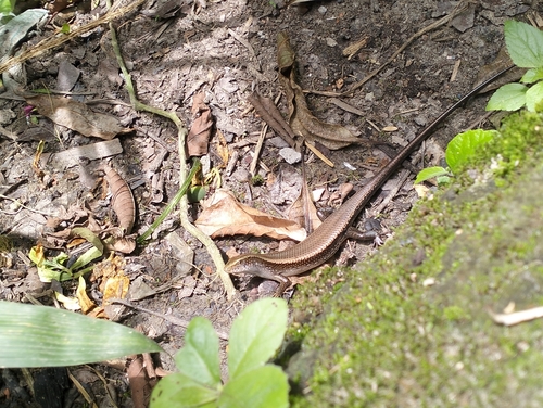 Common Sun Skink
