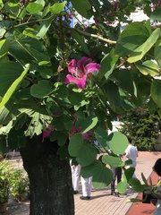 Bauhinia