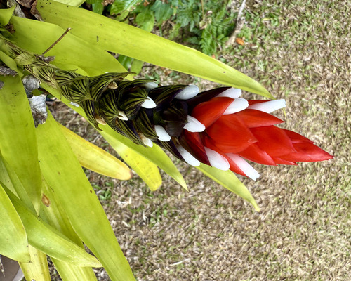 Guzmania monostachia observed 2025-08-27