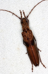 Scolecobrotus variegatus