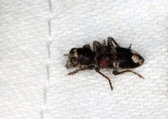 Clerus gilberti