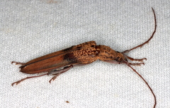 Scolecobrotus variegatus