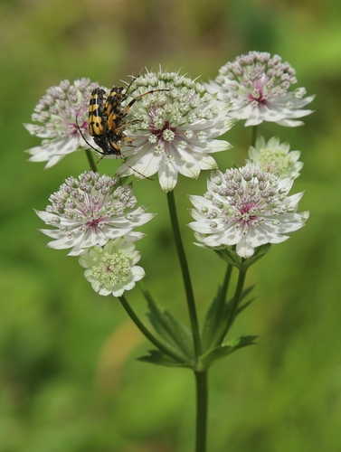 Astrantia major L.