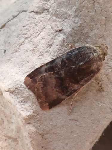 Lesser Broad-bordered Yellow Underwing, Tilehurst, Reading, UK, photo 9 of 10