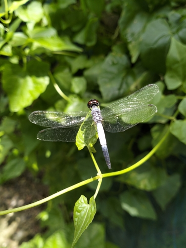 Little Blue Marsh Hawk