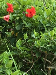 Hibiscus