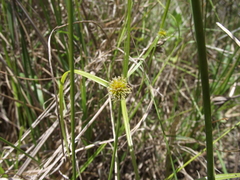 Cyperus erectus