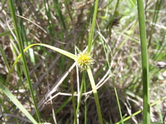 Cyperus erectus