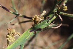 Aceria chondrillae