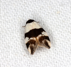 Zonopetala decisana