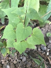Magnoliopsida
