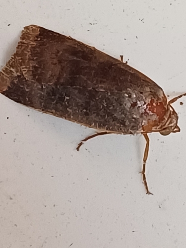 Lesser Broad-bordered Yellow Underwing, Tilehurst, Reading, UK, photo 10 of 10