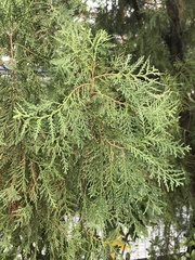 Cupressaceae