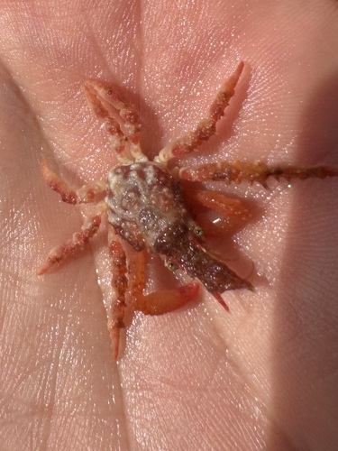 Tylocarcinus observed 2025-08-27