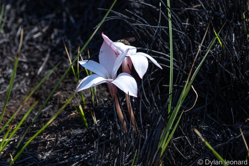 Natal Crocus (Apodolirion buchananii)
