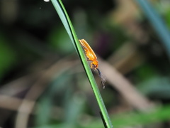 Stenocladius bicoloripes