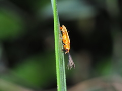 Stenocladius bicoloripes