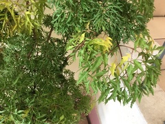 Tracheophyta