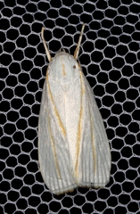Cryptophasa flavolineata