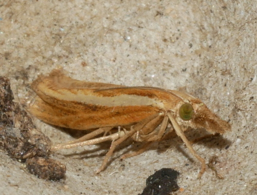 Common Grass-veneer, Bennekom, Nederland, photo 8 of 10