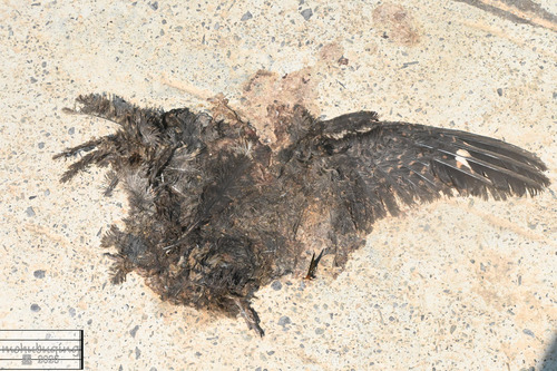 Gray Nightjar