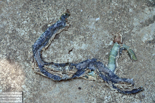 Chinese Green Snake