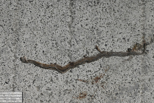 Common Mock Viper