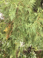 Cupressaceae
