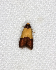 Heteroteucha dichroella
