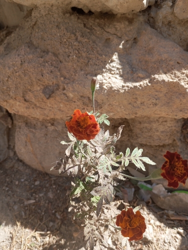 French marigold