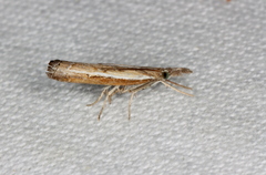 Ptochostola microphaeellus