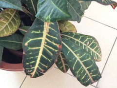 Angiospermae