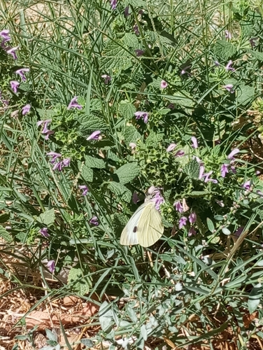 Large White