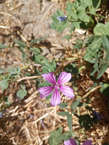 Common Mallow