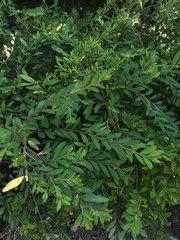 Phyllanthus myrtifolius