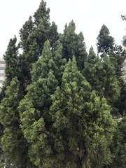 Juniperus chinensis