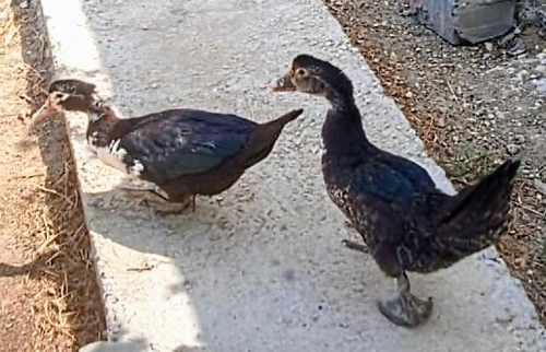 Domestic Muscovy Duck