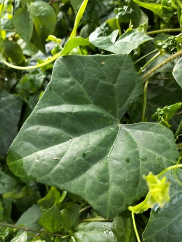Ivy gourd