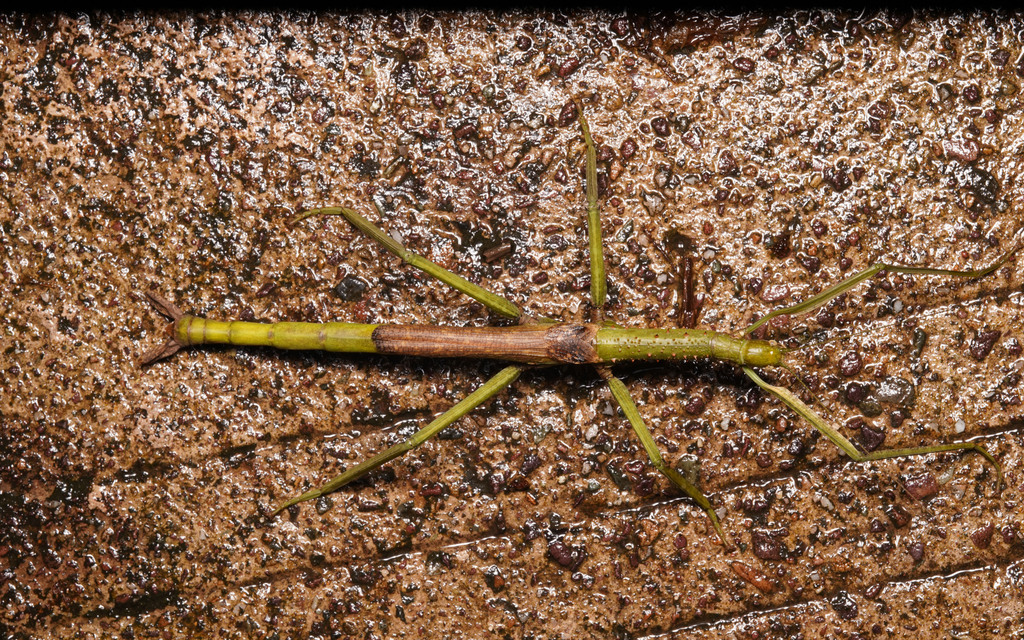 Lopaphus sphalerus